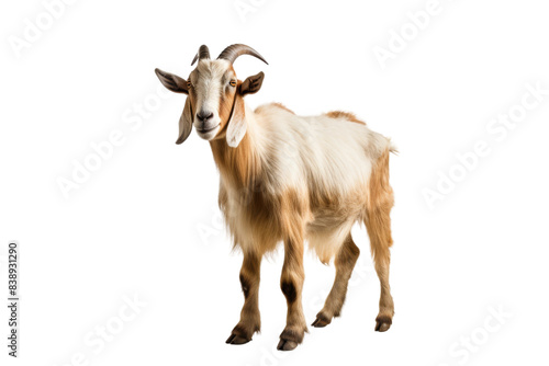 Majestic Goat King Standing Tall on a Blank Canvas on a White or Clear Surface PNG Transparent Background.