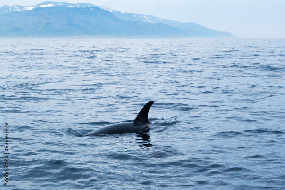 Fototapeta premium 船に近づいてきた野生のシャチ、羅臼の知床ネイチャークルーズ