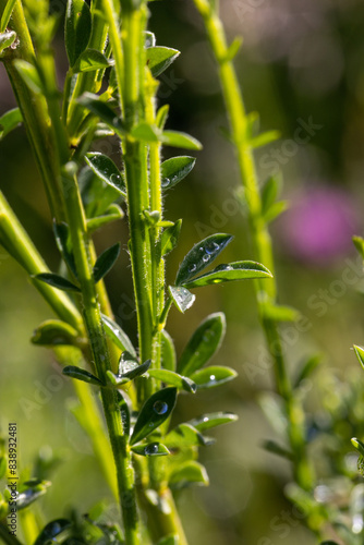 Detailed close-up image of lush green stems and leaves in natural sunlight, with visible water droplets.