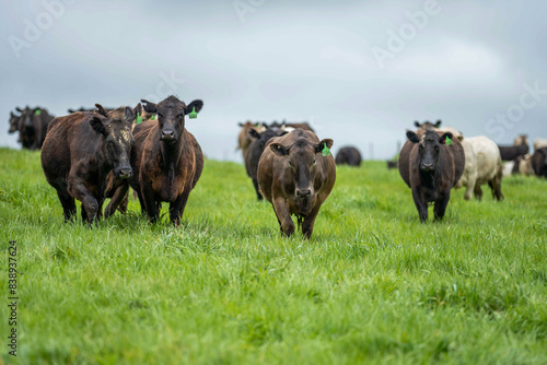 livestock restoring landscape through farming with cows photo