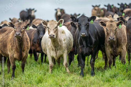 Wallpaper Mural Beef cows and calves grazing on grass on a beef cattle farm in  Australia. breeds include murray grey, angus and wagyu Torontodigital.ca