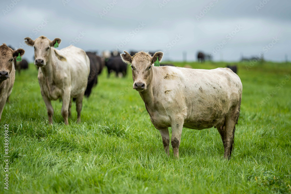Beef cows and calves grazing on grass on a beef cattle farm in Australia. breeds include murray grey, angus and wagyu Beef cows and calves grazing on grass on a beef cattle farm in Australia. breeds include murray grey, angus and wagyu