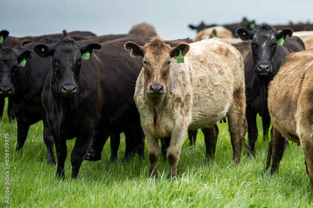 Stud beef wagyu cows in a field on a farm in England. English cattle in a meadow grazing on pasture in springtime. Green grass growing in a paddock on a sustainable agricultural ranch. Stud beef wagyu cows in a field on a farm in England. English cattle in a meadow grazing on pasture in springtime. Green grass growing in a paddock on a sustainable agricultural ranch.