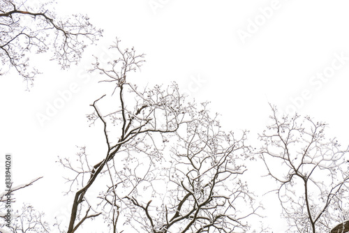 Wallpaper Mural Schnee auf kahlen Ästen Torontodigital.ca