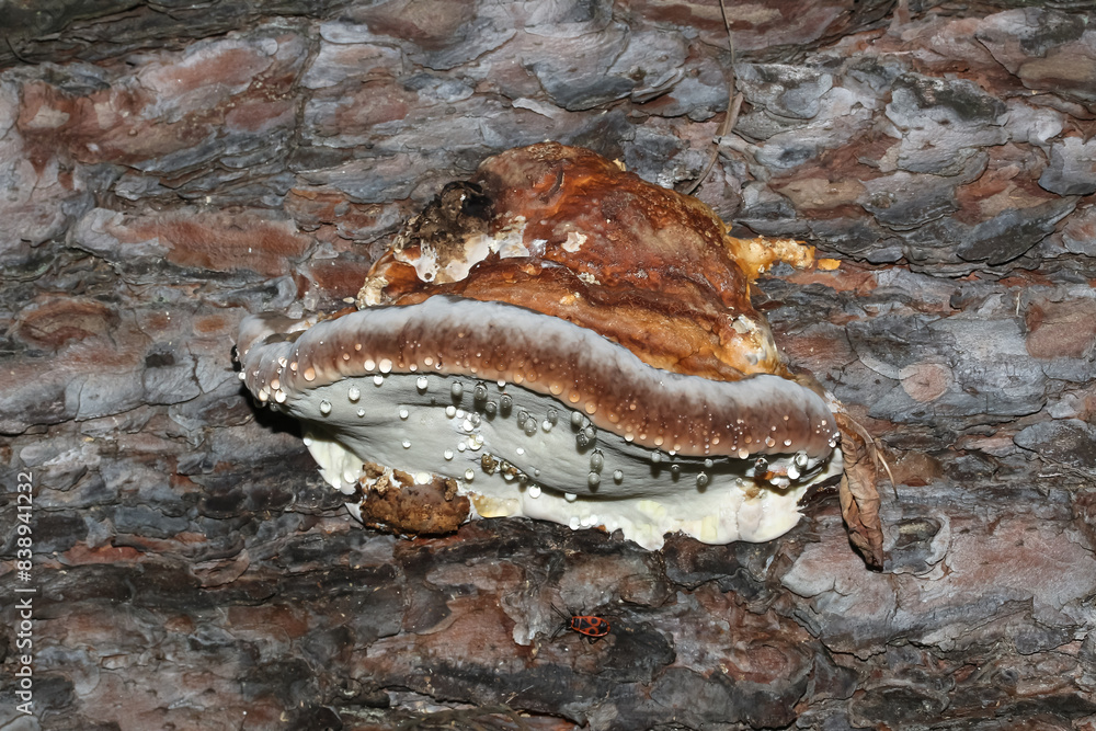Baumpilz Zunderschwamm an einem Baumstamm, Fomes fomentarius Baumpilz Zunderschwamm an einem Baumstamm, Fomes fomentarius