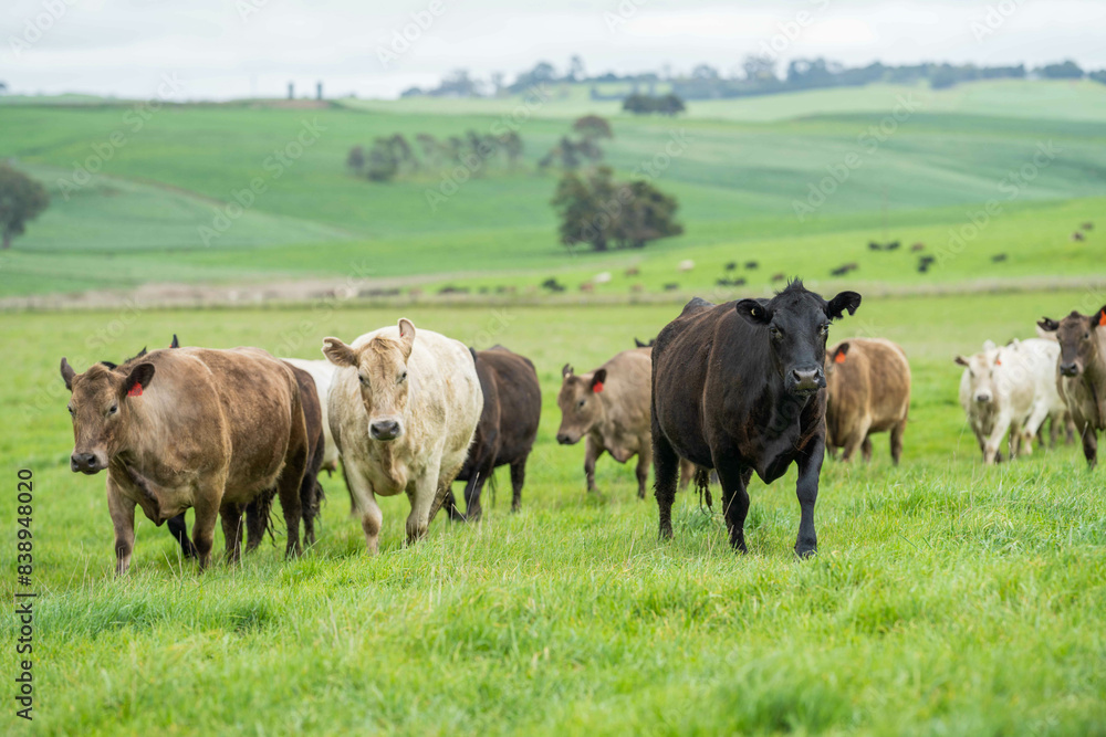 herd of cows eating grass in a field in Australia. South African holistic farm management storing carbon in soil. Growing beef and meat in spring herd of cows eating grass in a field in Australia. South African holistic farm management storing carbon in soil. Growing beef and meat in spring