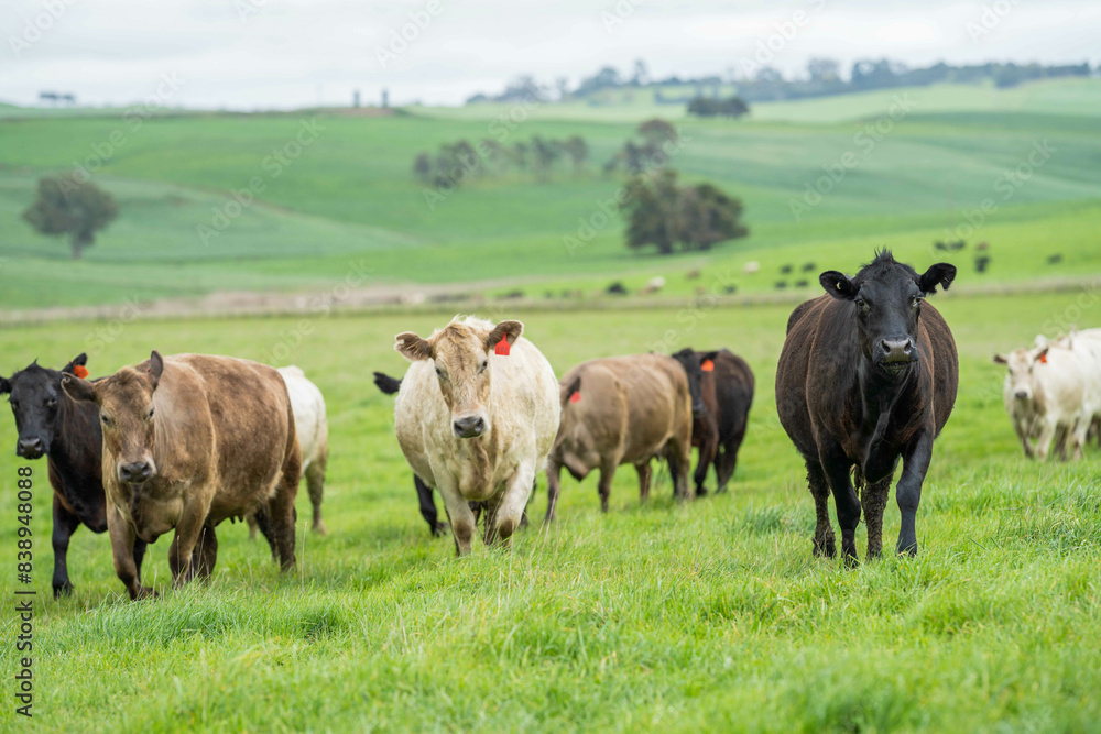 beautiful cattle in Australia eating grass, grazing on pasture. Herd of cows free range beef being regenerative raised on an agricultural farm. Sustainable farming beautiful cattle in Australia eating grass, grazing on pasture. Herd of cows free range beef being regenerative raised on an agricultural farm. Sustainable farming