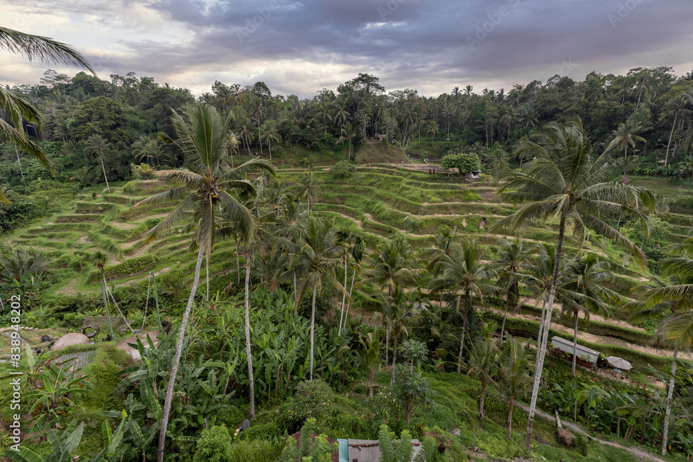 Obraz premium Bird's eye view of Indonesian jungle