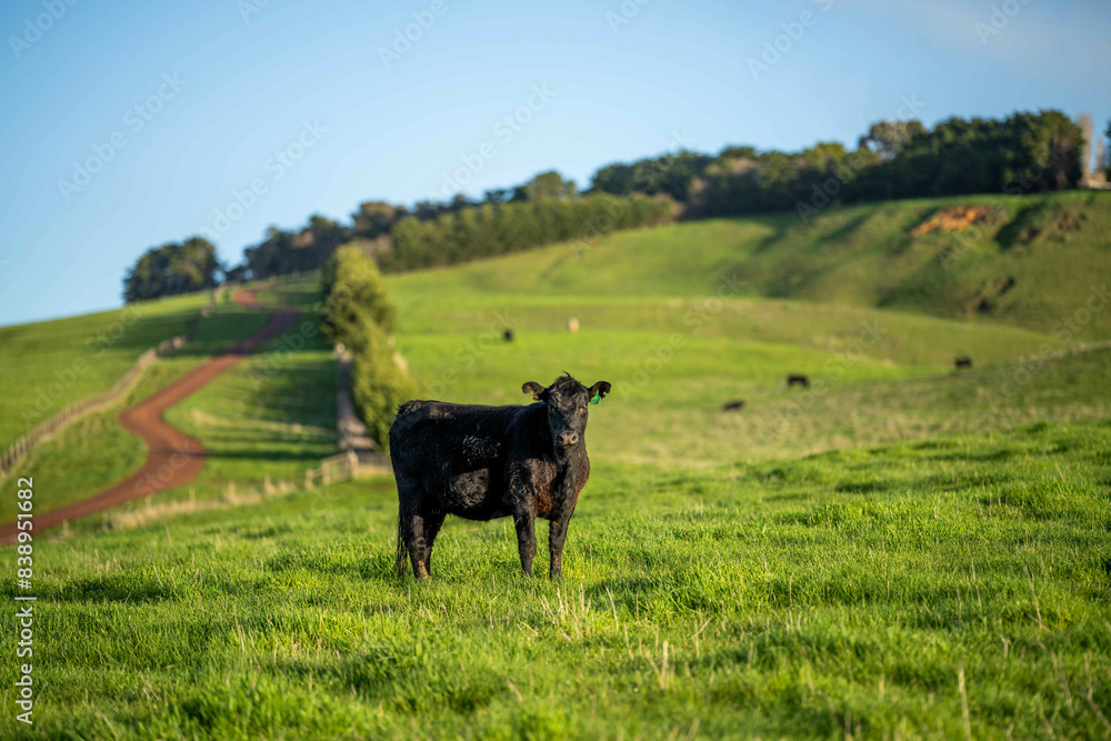 Beef cows and calves grazing on grass on a beef cattle farm in Australia. breeds include murray grey, angus and wagyu Beef cows and calves grazing on grass on a beef cattle farm in Australia. breeds include murray grey, angus and wagyu