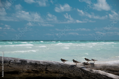 Cuba chick seagulls over a log on the beach