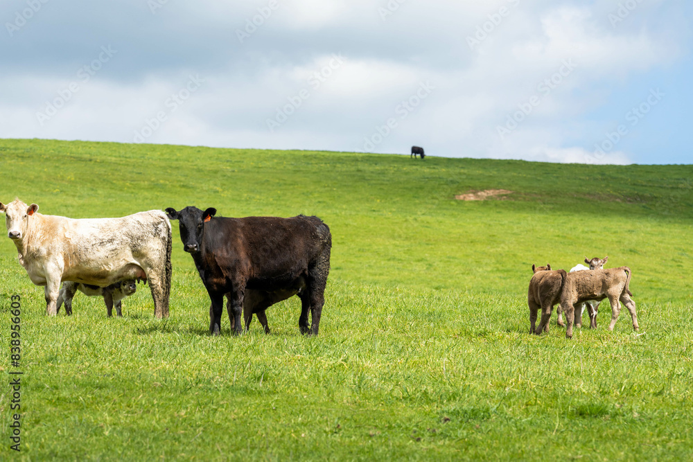'herd of dairy cows grazing on lush long green pasture in a field on a. beef cattle farm in Australia on a ranch 'herd of dairy cows grazing on lush long green pasture in a field on a. beef cattle farm in Australia on a ranch