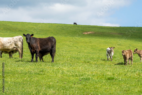 Wallpaper Mural beautiful cattle in Australia  eating grass, grazing on pasture. Herd of cows free range beef being regenerative raised on an agricultural farm. Sustainable farming  Torontodigital.ca