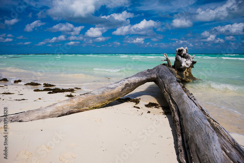 MARINE WOOD ON A WHITE TROPICAL BEACH IN CUBA