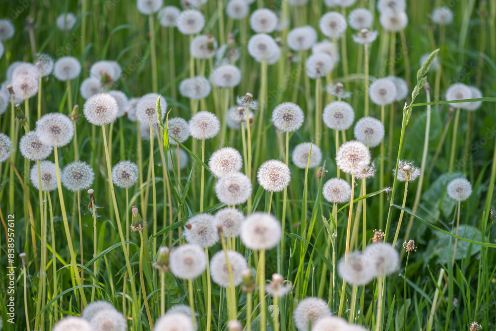 Beautiful landscape with dandelions blooming in a meadow. Beautiful landscape with dandelions blooming in a meadow.