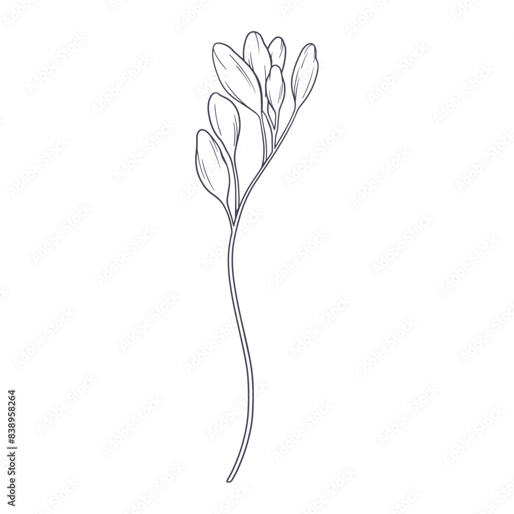 Obraz premium Hand drawn simple flower outline illustration on white background