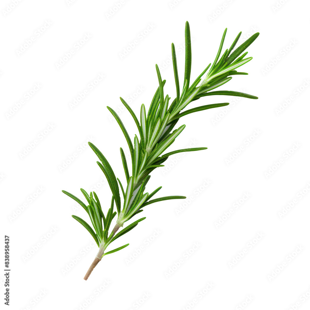 Green Aromatic Rosemary Branch on Isolated Background for Cooking and Health Green Aromatic Rosemary Branch on Isolated Background for Cooking and Health