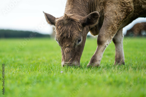 Stud Beef bulls, cows and calves grazing on grass in a field, in Australia. breeds of cattle include speckled park, murray grey, angus, brangus and wagyu on long pasture in spring and summer photo