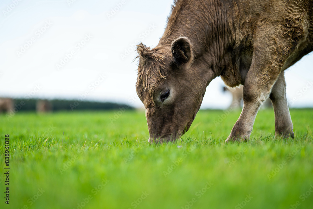 herd of cows eating grass in a field in Australia. South African holistic farm management storing carbon in soil. Growing beef and meat in spring herd of cows eating grass in a field in Australia. South African holistic farm management storing carbon in soil. Growing beef and meat in spring