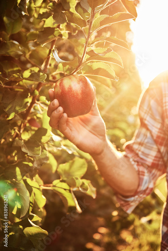 Hand plucking apple from a tree