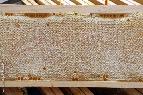 beekeeping - extracting honey from the honeycomb