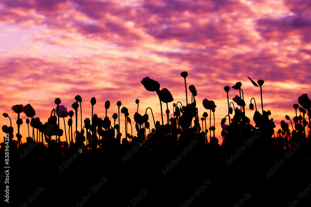 Fototapeta premium Back lit silhouette of opium poppy crops in field with majestic purple and orange sunset sky in background