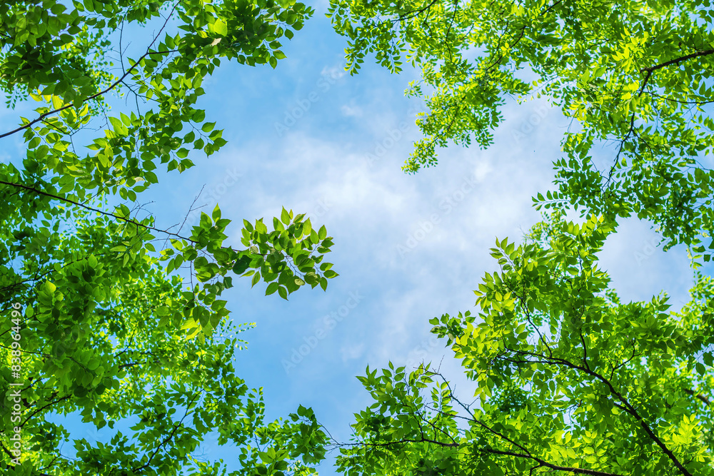 Under the lush green treetop in spring morning, beautiful scenic background of tree and branches with leaves Under the lush green treetop in spring morning, beautiful scenic background of tree and branches with leaves