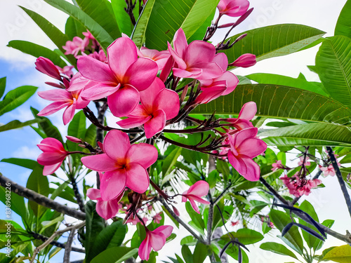 Plumeria Rubra or Bunga Kamboja Bali merah in Indonesian. Red flowers with five petals, beautiful and charming. Beautiful background, nature concept.