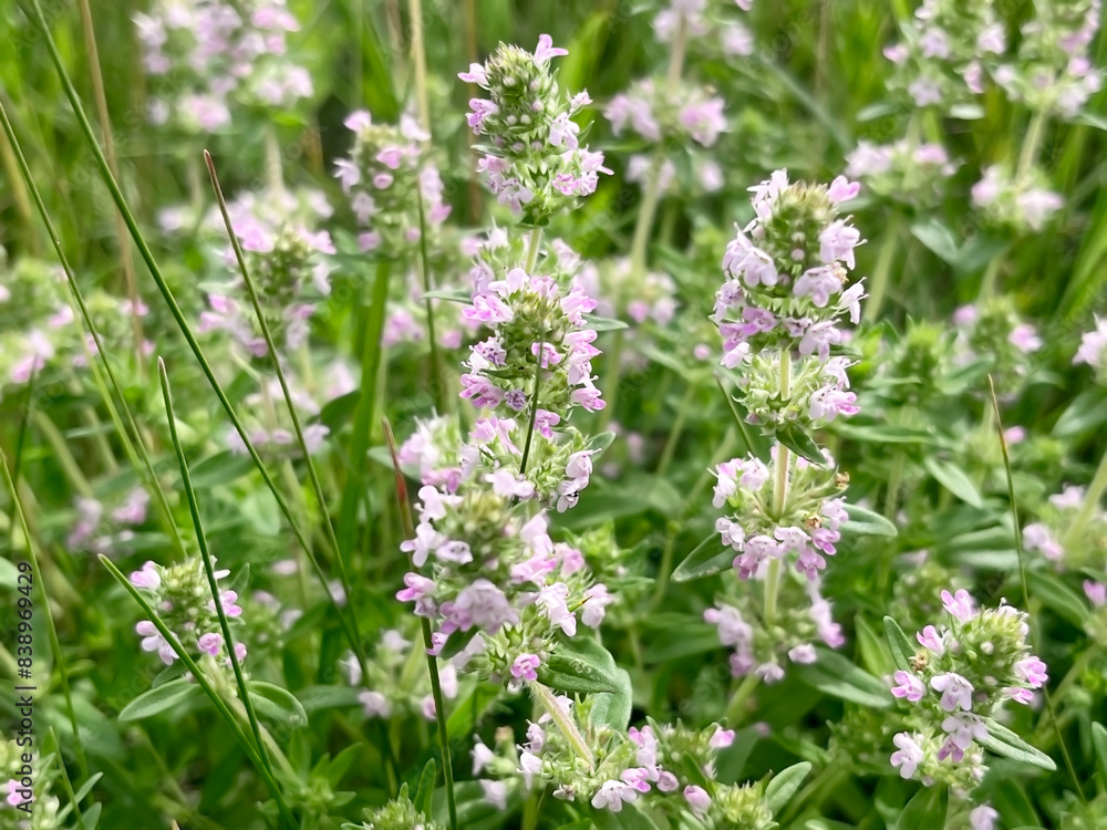 Blooming medicinal plant thyme grows on the lawn Blooming medicinal plant thyme grows on the lawn
