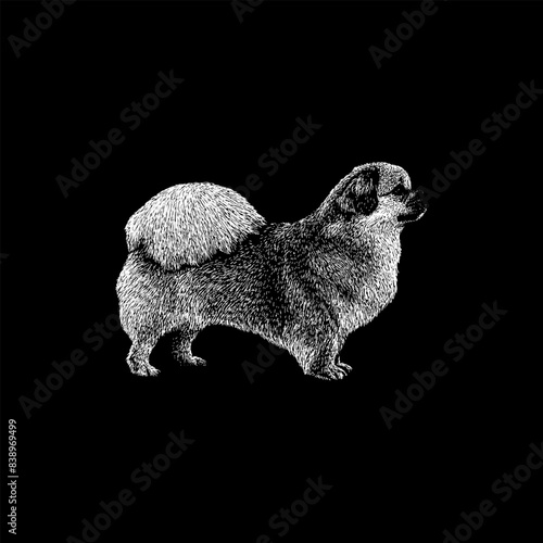 Tibetan Spaniel hand drawing vector isolated on black background.