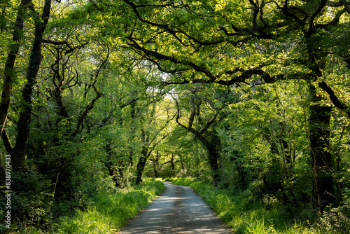 Fototapeta UK, Wales, Cresselly, Empty footpath in green lush forest