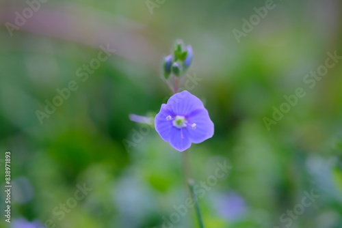 Slender speedwell or creeping speedwell (Veronica filiformis) flower anther close-up on a blurred background