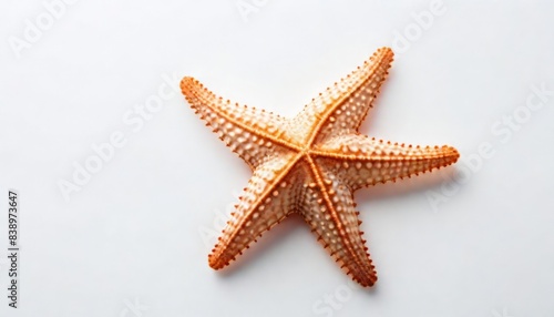 Star fish isolated on white Background