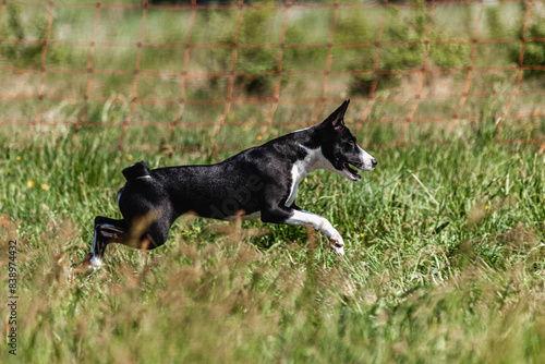 Basenji puppy black and white first time running in field on competition