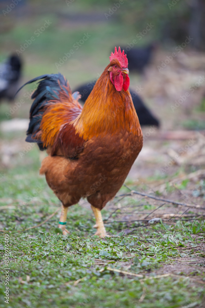 Amazing New Hempshire Red cock Amazing New Hempshire Red cock