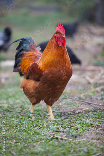 Amazing New Hempshire Red cock