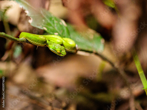 Green pit viper (Trimeresurus macrops) juvenile photo