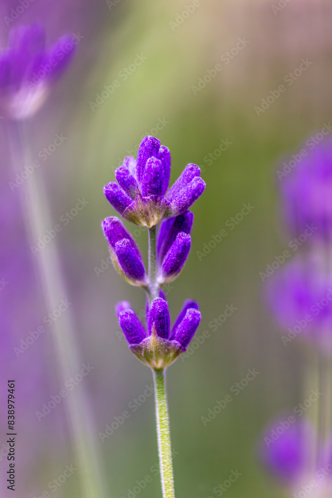 Naklejka premium Lavender 2.