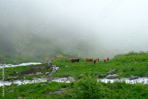 Elevit Plateau in Rize. This plateau . Kackar Mountains region. Rize, Turkey. photo