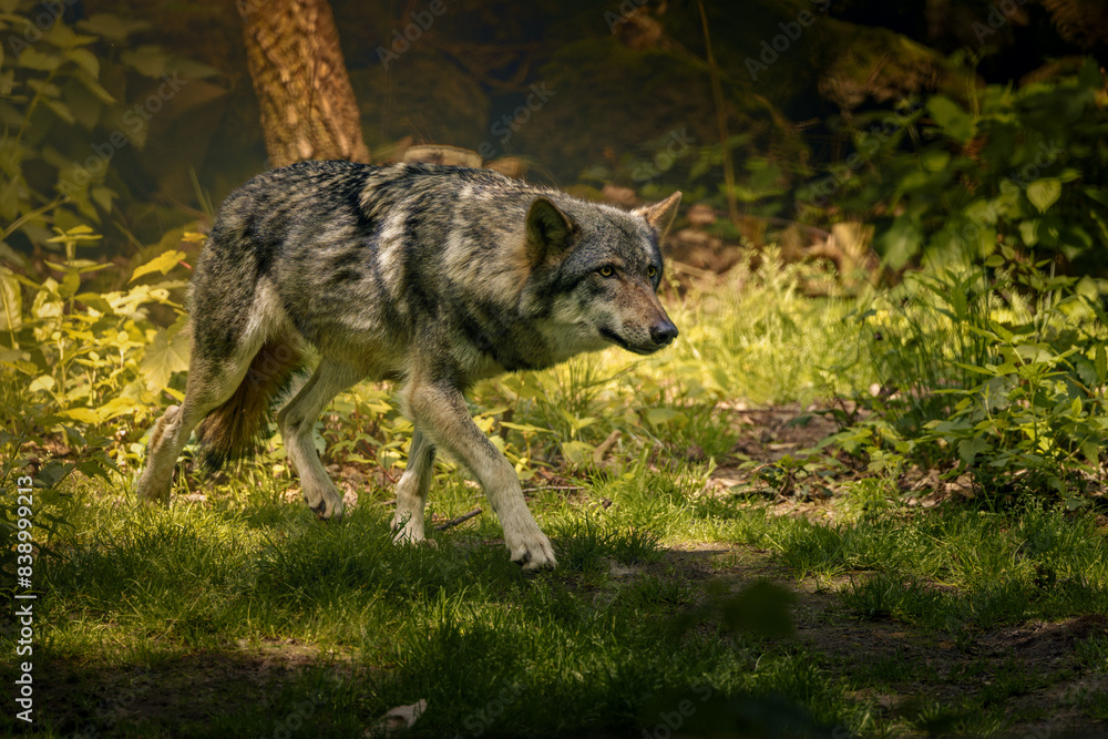 Fototapeta premium Solitary wolf strolling in the forest towards a tree trunk