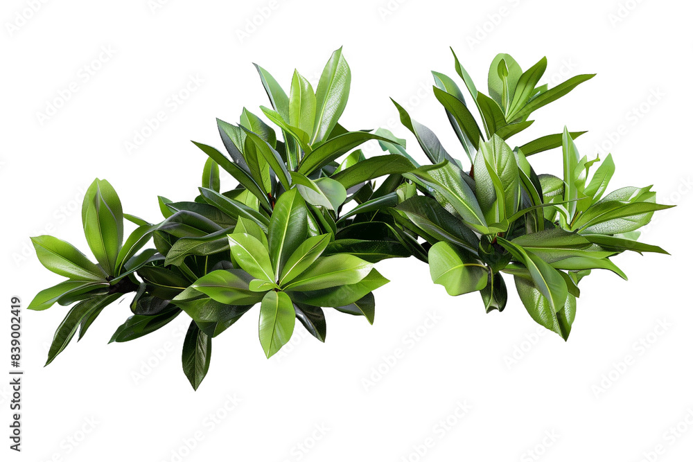 bunch of decor plant isolated on transparent background bunch of decor plant isolated on transparent background