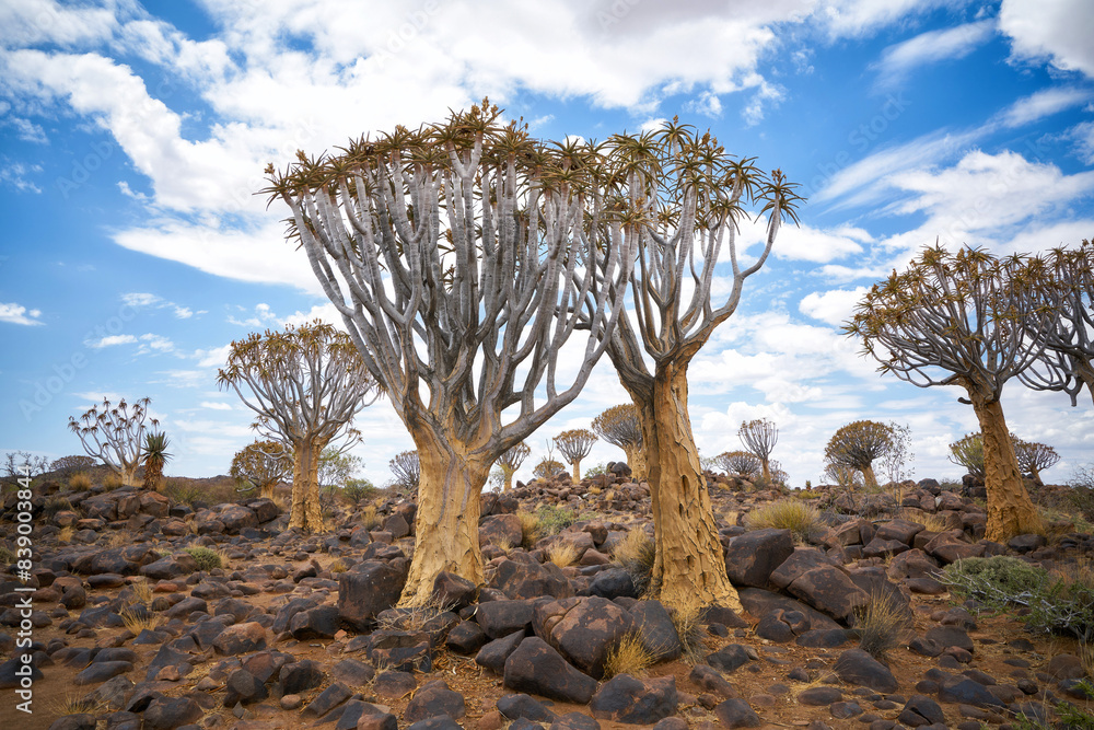 Kokerboom or Quiver Trees in Namibia Kokerboom or Quiver Trees in Namibia