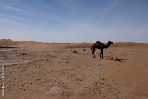 A camel in the Sahara desert, Morocco 