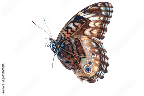 butterfly with blue flower isolated on transparent background