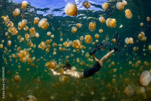 Palau, Eil Malk island, Man swimming with jellyfish in Jellyfish Lake