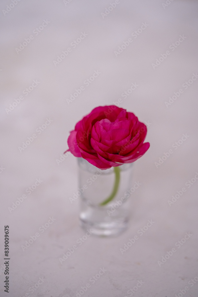 Ranunculus (persian buttercup) on a white background Ranunculus (persian buttercup) on a white background