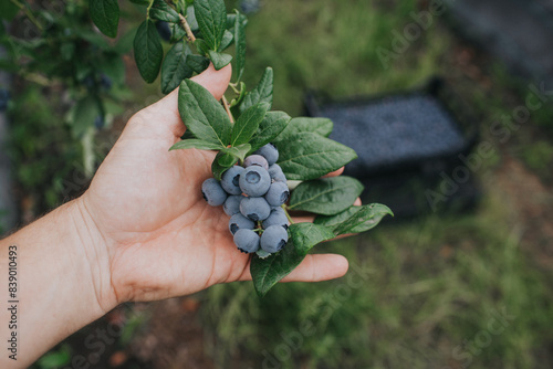 Fotografija Man hand inspecting fresh blueberries on a plantation