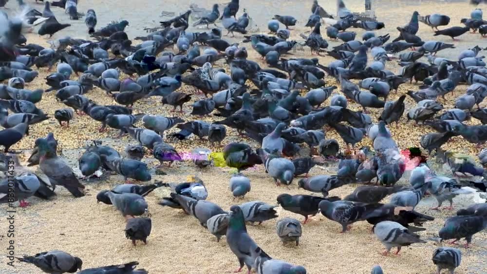 Large number of pigeons eating seeds in Goa, India