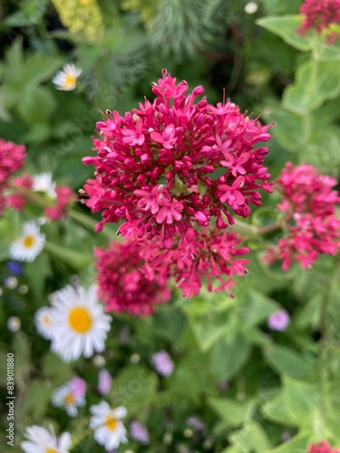 pink flowers in the garden