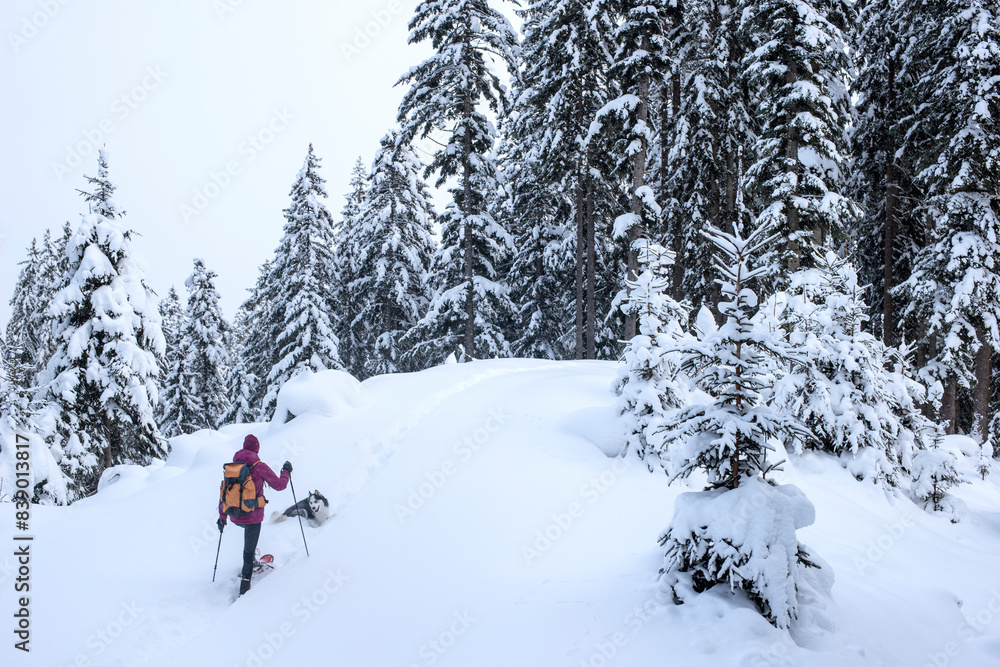 Austria, Altenmarkt-Zauchensee, young woman with dog on ski tour in winter forest Austria, Altenmarkt-Zauchensee, young woman with dog on ski tour in winter forest
