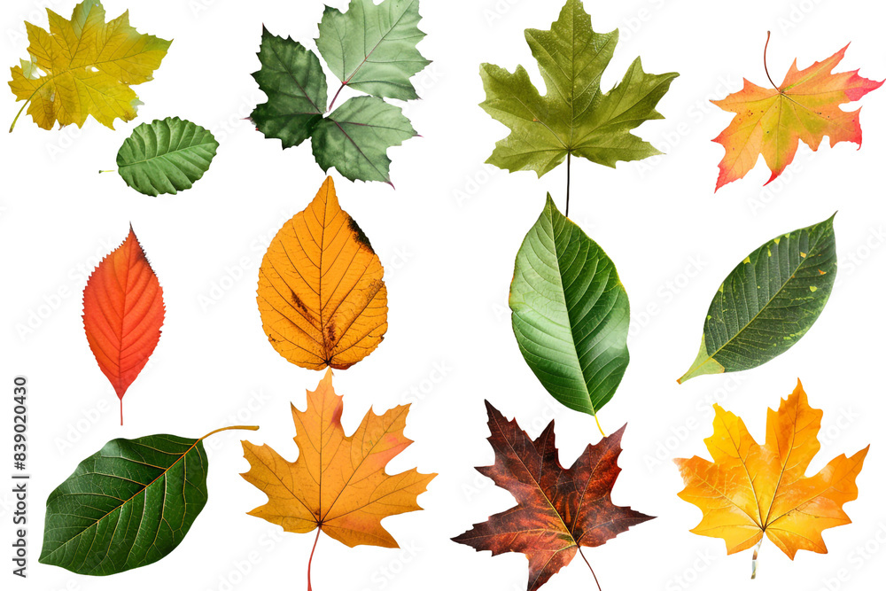 Fototapeta premium Collection of autumn leaves isolated on transparent background